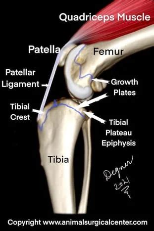 tibial crest on a dog